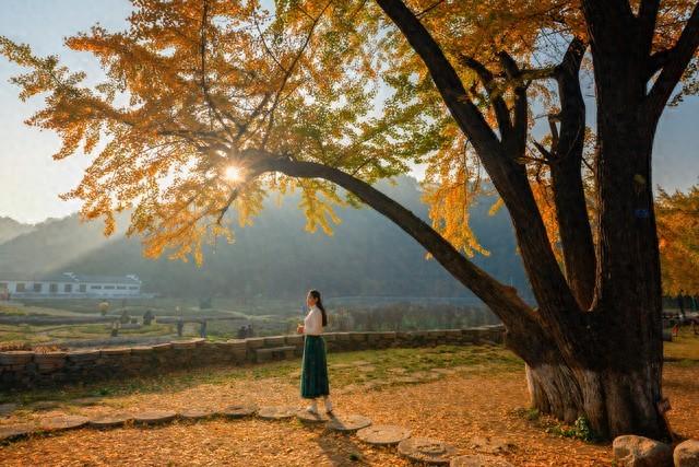 楚天金秋，银杏为笺：湖北五处银杏秘境，邂逅最诗意的流光