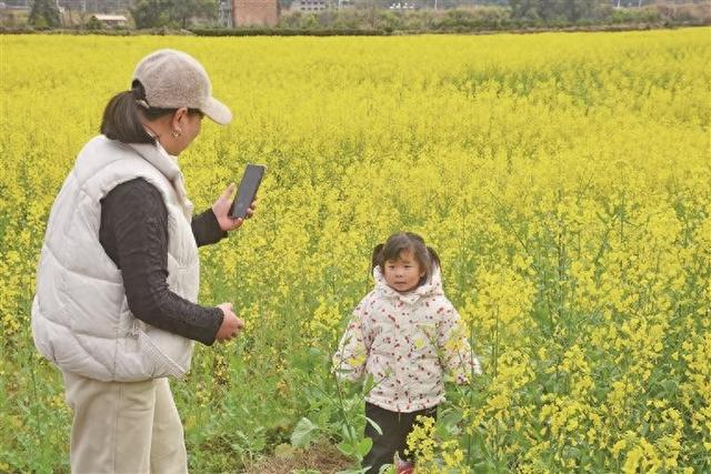 福鼎：花田翻金浪 春色引客来