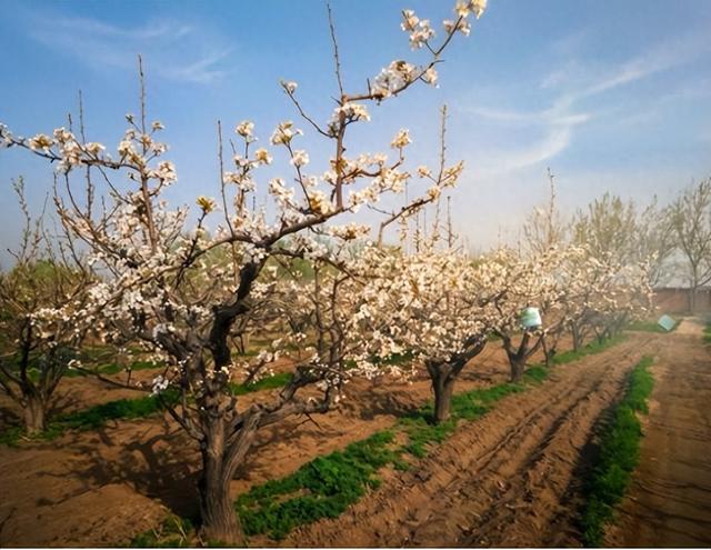 静·画丨春约梨乡 寻花良王庄