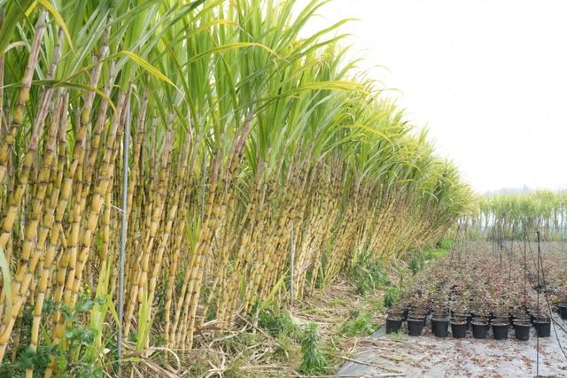 暖阳正好，来郫都三堰村赴一场田园甜蜜之旅~