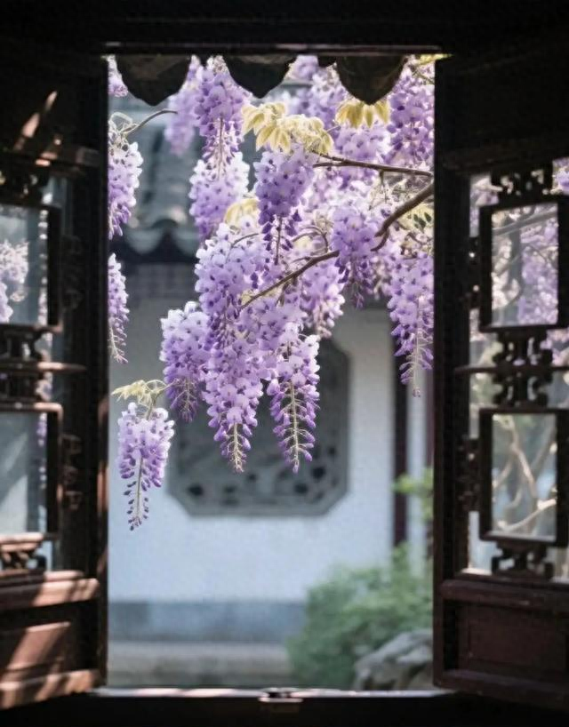 绝美暴击！苏州紫藤开疯了，浪漫值拉满