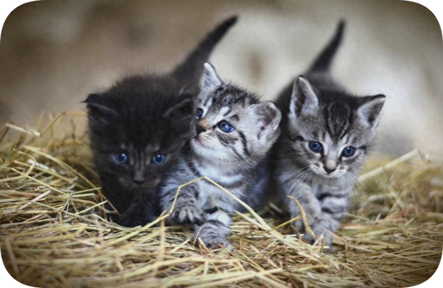 黑色孟买猫市场价多少钱（孟买猫品种介绍）