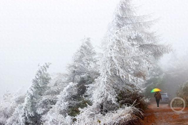 降温降雪 黔江高山地区迎来雾凇美景