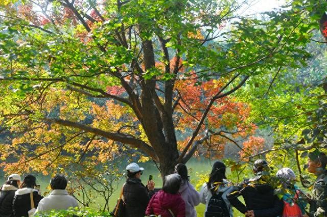 大美北京 | 国家植物园进入彩叶最佳观赏期  水杉林化身“暮光森林”
