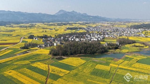 “纯素颜，无滤镜”！这就是罗平油菜花海