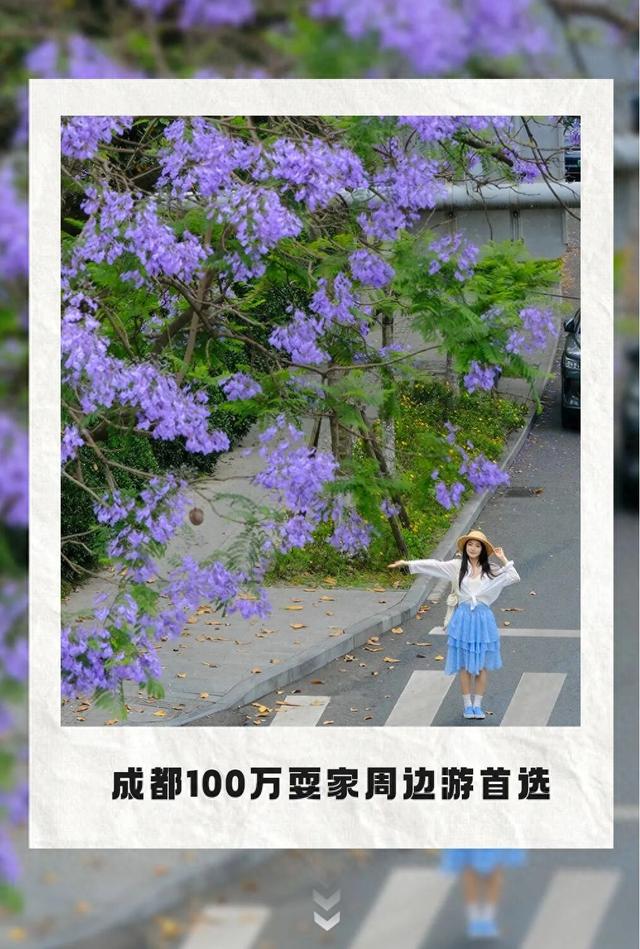 地铁直达！全部免费！成都15个被问爆的赏花地，蓝花楹三角梅美疯了