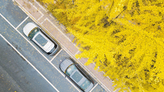 守护“限定浪漫”！诸暨8处，安排上了！