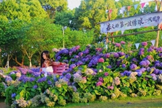 南昌凤凰沟第三届绣球主题活动启幕 五一摘桑果钓龙虾赏花海尽享田园趣