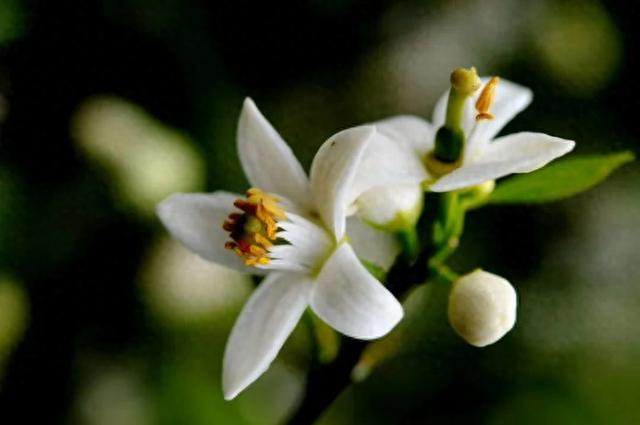 aa skincare橙花芦荟胶 2026年蕊橙芦荟胶