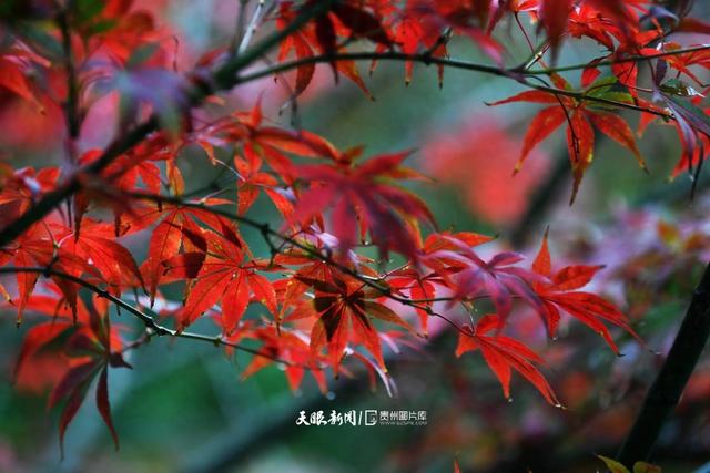 图库推荐丨贵阳：初冬时节好风景