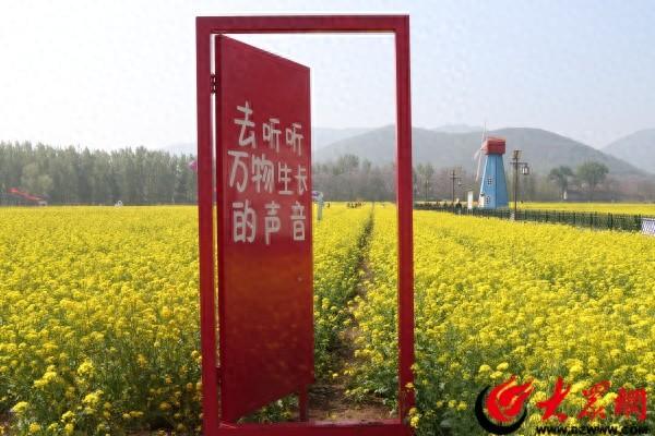 邹平西董百亩油菜花开 春日打卡正当时