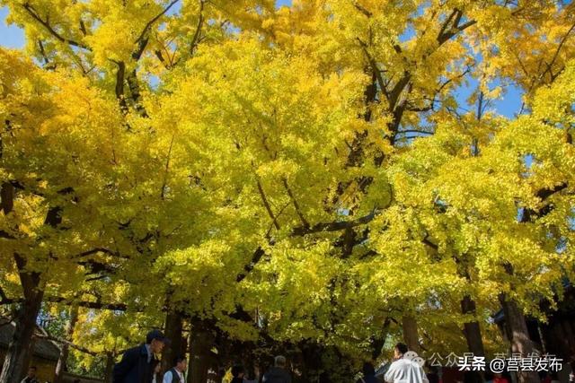 今天实拍！浮来山银杏，一树鎏金映古寺
