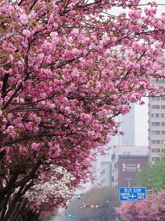收藏！高新区这条“樱花大道”真的太美了~