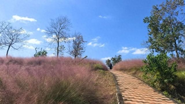 连日寒潮为长三角秋色按下“加速键”，赏秋全攻略来了！