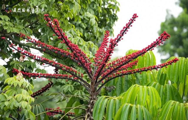 厦门秋季花海上新！红火焰、粉花海、黄金雨、橙灯笼……邂逅9月浪漫~
