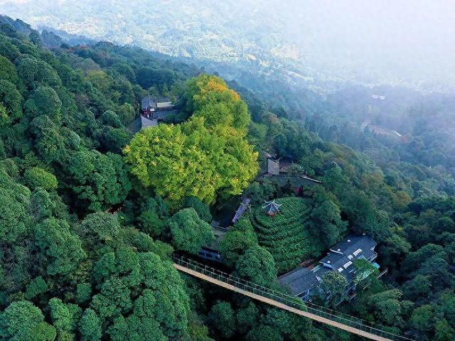 在农业文化遗产地登高丨这不止是跑步，更是一场千年茶文化的朝圣！