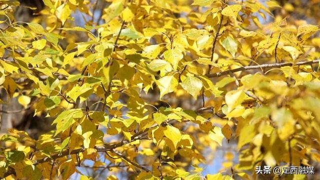 李家堡镇：白杨金黄引客来 志愿服务 + 电商直播添活力