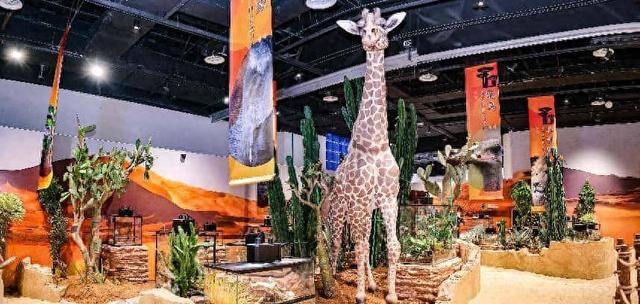来青“第一站”引爆从海洋到沙漠奇妙之旅 青岛科技馆年度特展“热浪”来袭