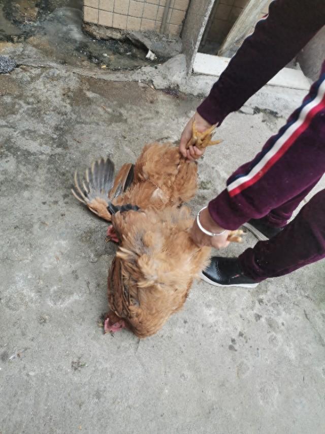 花胶响螺肉鱼翅煲鸡 2026年花胶响螺片鱼翅煲鸡汤的做法
