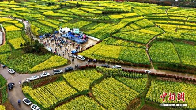 陕西西乡：春漫茶乡花绽放