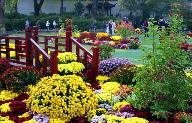 江苏苏州：菊花在寒意中傲然盛开