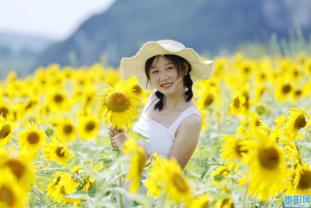 【图集】花溪新关村的向日葵花海盛放，快来打卡！
