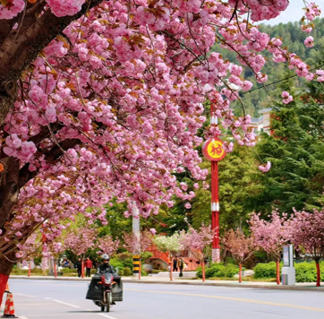 两当：一城繁花绘春色
