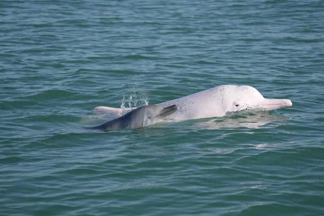 广西钦州三娘湾 “出海观豚” 乱象：十余艘船围堵，小海豚遭追后死亡，有船长称看不到退票，怕亏钱不停追