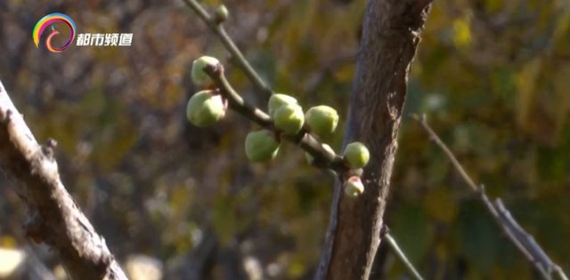 “早梅发高树，迥映楚天碧” 黑龙潭梅花初绽 ，约吗？