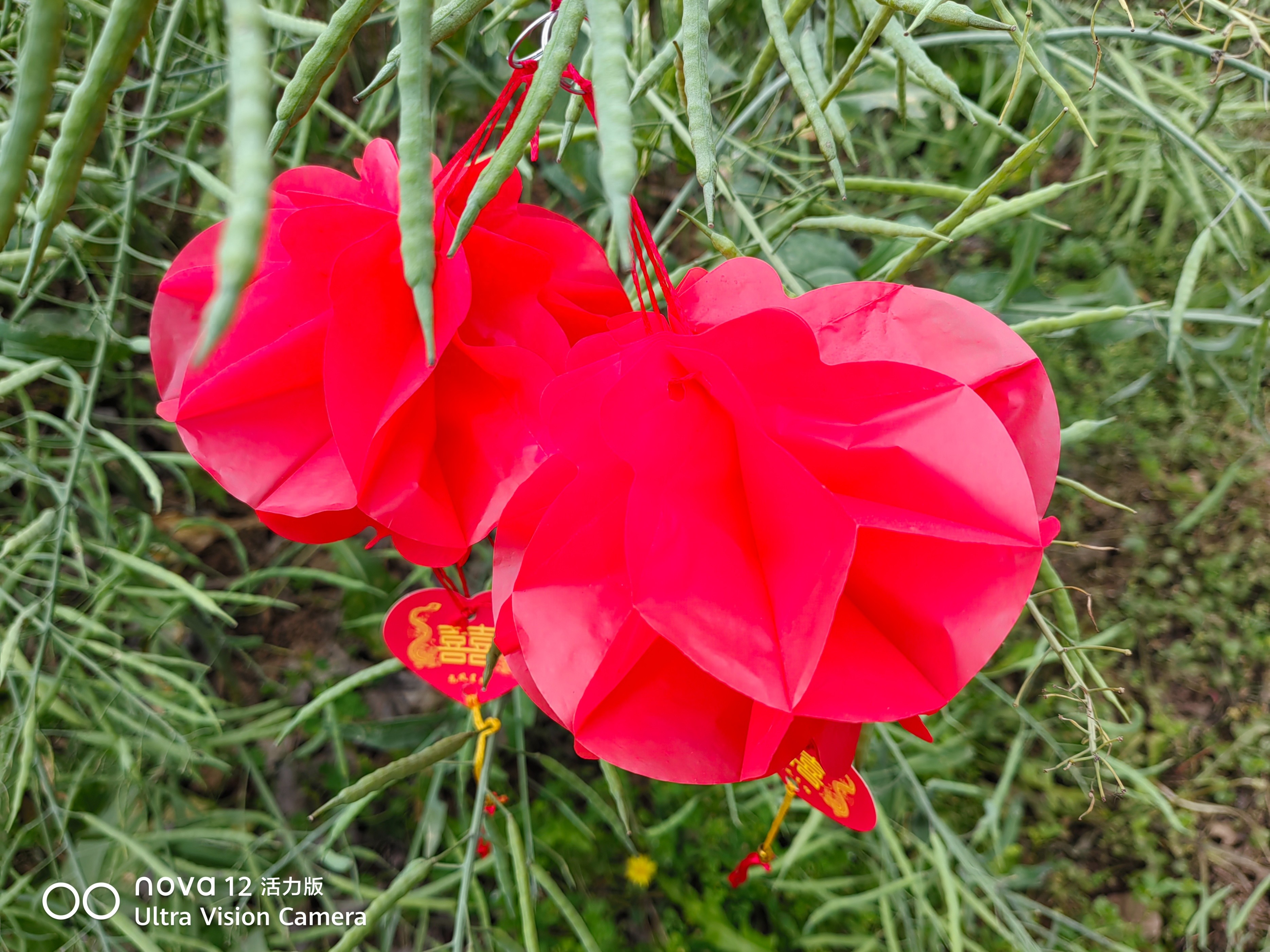 心情文化-油菜籽挂上红灯笼(1) 心情文化-油菜籽挂上红灯笼(1)