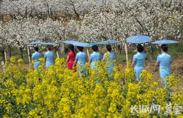 长城观察丨河北：融合多元业态 清明“赏花经济”热力全开