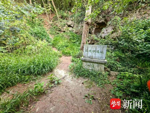 枯树挡道成“拦路虎”？镇江志愿者联合消防冒40度高温清除