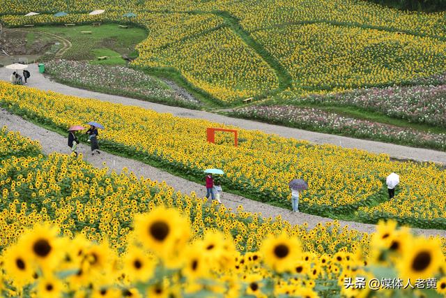 六盘水明湖百余亩花田盛开引游客赏花入画来