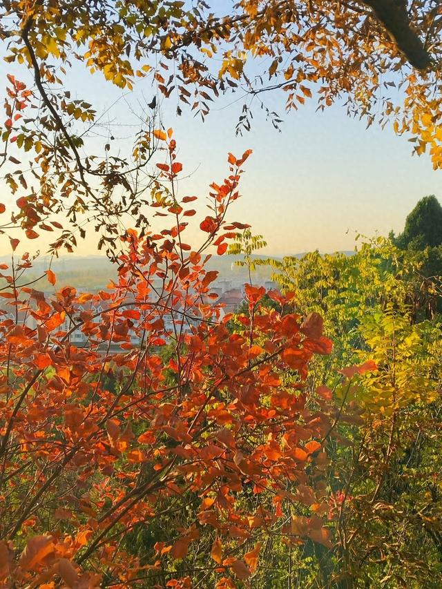 色彩缤纷，层林尽染，百望山秋景如画