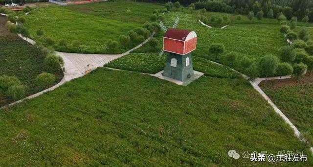 快去拍照打卡🤳！鄂尔多斯这里夏日限定花海盛放→
