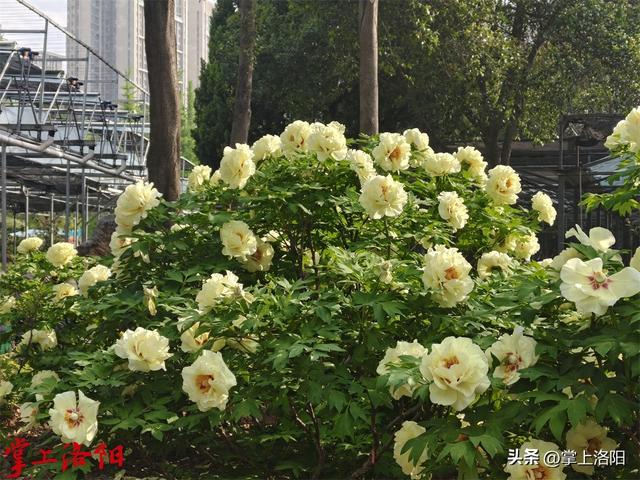 约770个品种牡丹开放！4月15日洛阳牡丹花情预报