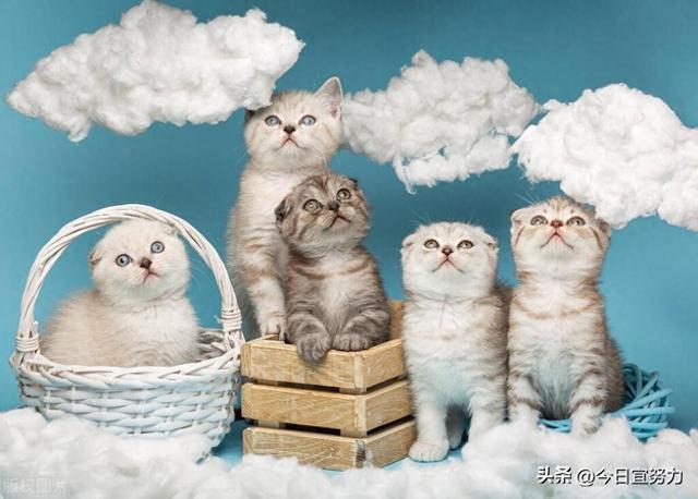 梦见一群猫是什么意思（梦见很多猫是什么预兆 女性）