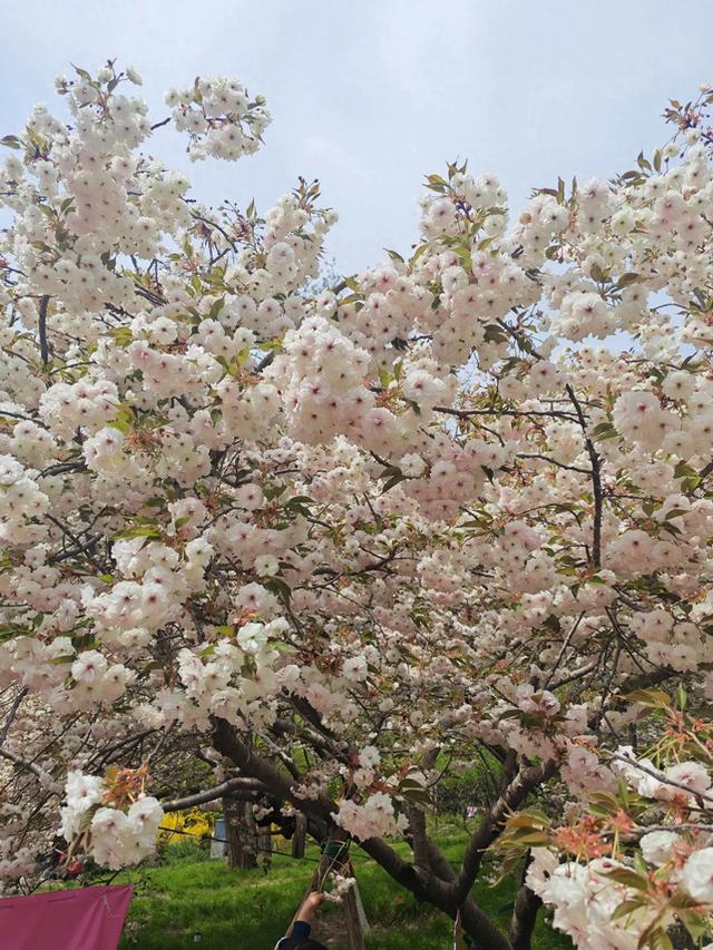 满园春色关不住 独领风骚樱花秀