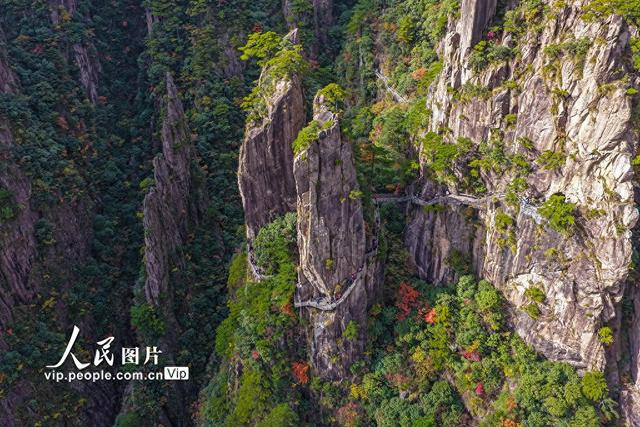 安徽黄山：峰林尽染秋意浓