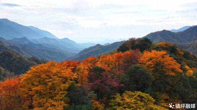 陕西镇坪县：红叶铺展生态长卷 深山小城焕发文旅活力