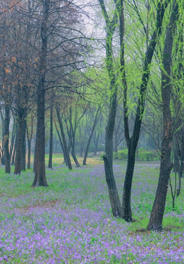 无锡又一公园火了！被称为 “苏南的西双版纳”，适合清明遛娃赏景