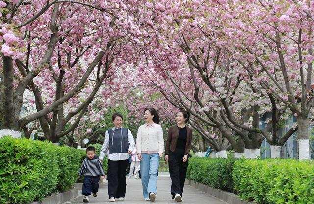 徽县：樱花节会醉游人