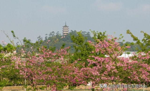 秋天不必远行！来桥头，闯入一片粉色云雾与油画黄昏