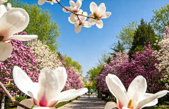 兰州植物园玉兰开疯了！4月必去，错过等一年