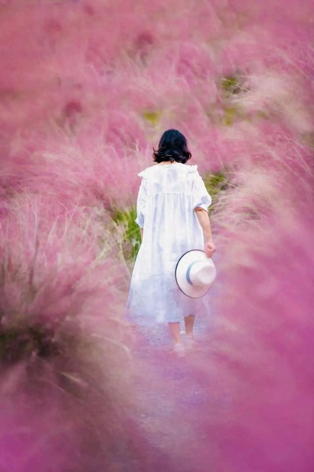 属于上海秋天的浪漫已就位！第一波粉黛花海等你来打卡～