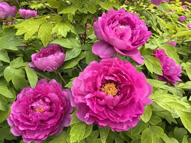 一路繁花向洛阳——游客赏花吟诵牡丹更浪漫