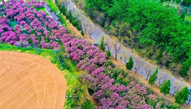 夏县：樱花盛开迎游人