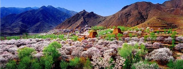 大同周边自驾首选！4月13日，守口堡万亩杏花准时绽放