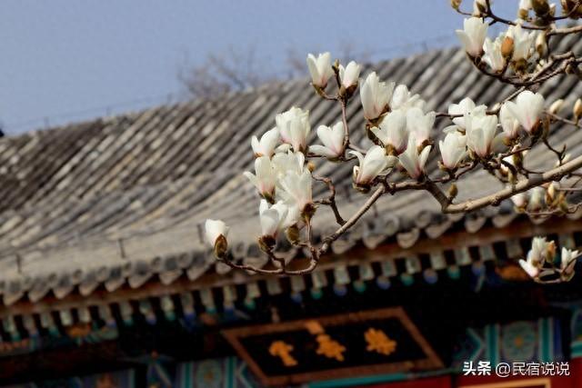 北京这六大名寺的春天赏花攻略