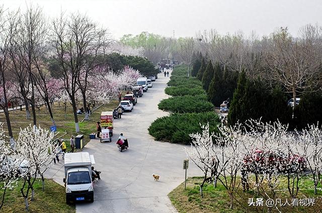 桃花源里的旅拍时光 滹沱河北岸美丽花廊掠影